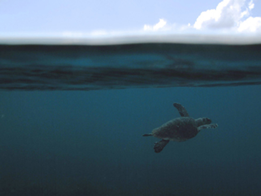 Every Day Can Be World Oceans Day