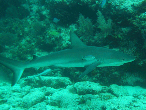 In the Wake of Shark Week…