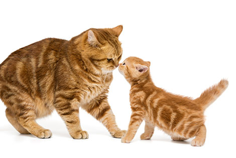Scratch that Cat: Revising the Saffir-Simpson Scale