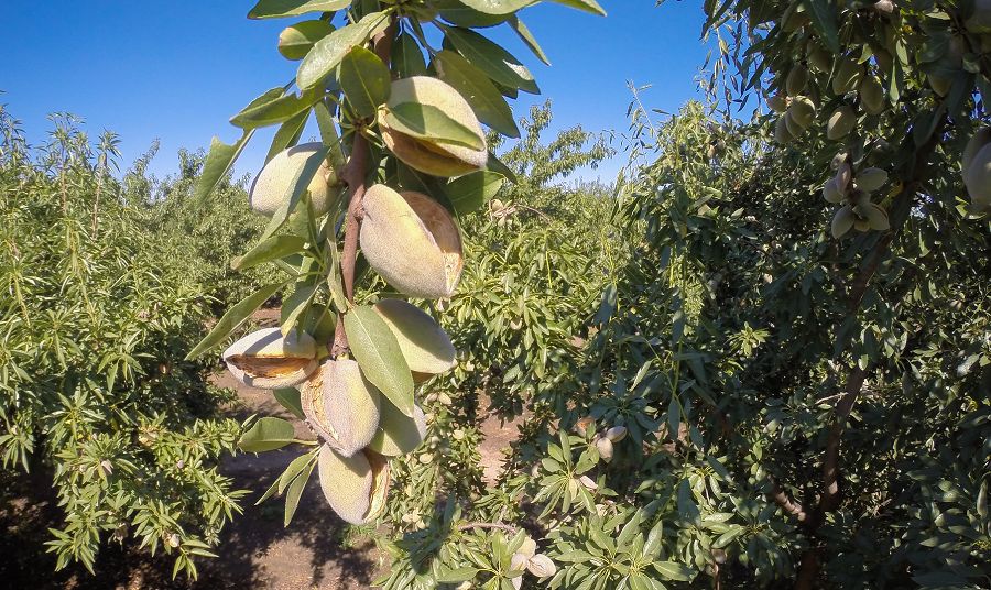 Research Spotlight: T-REX and the Quest for Sustainable Almonds
