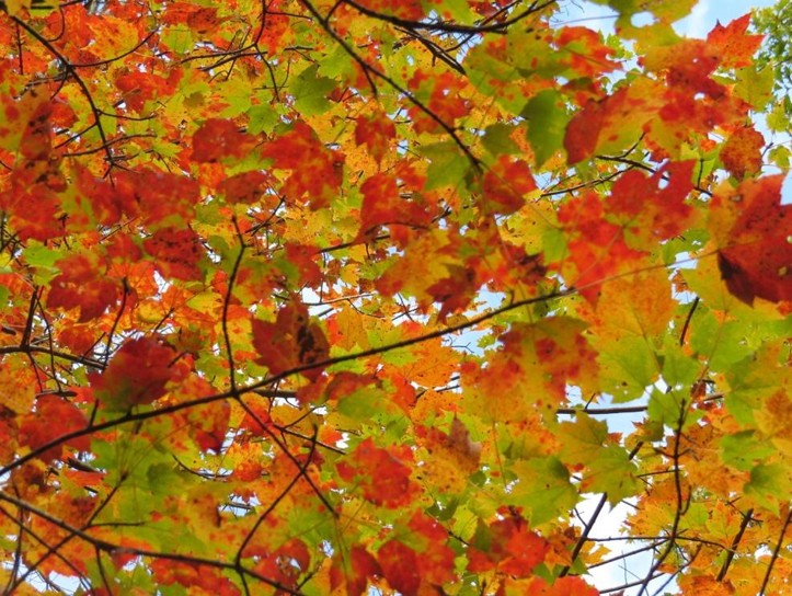Maple leaves in fall