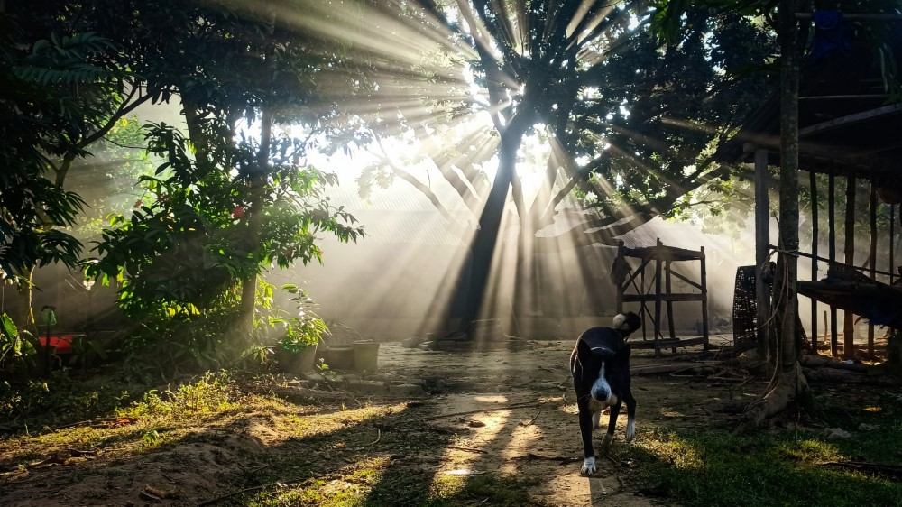 AMS 2023 Photo Contest Finalist. Sun rays shining through the trees