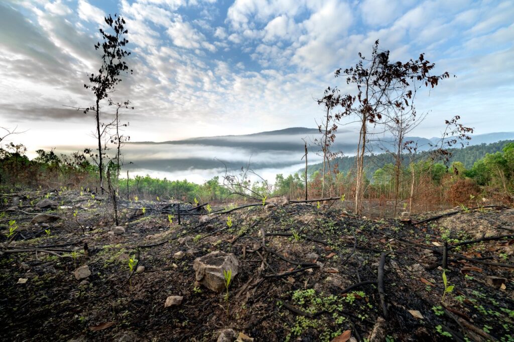 Photo of burnt ground with new growth