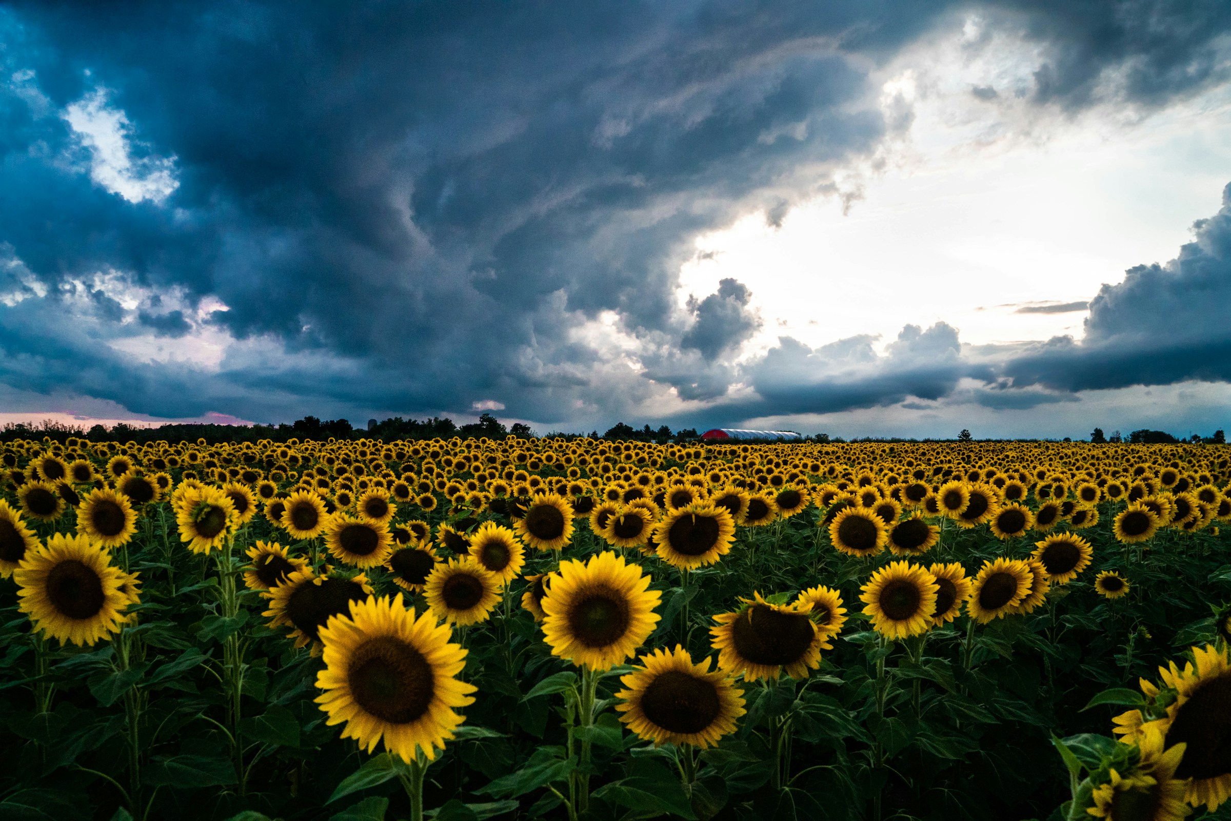 Sunflower Field During Day by Troy T on Unsplash